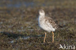 Ruff (Philomachus pugnax)