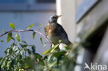 Fieldfare (Turdus pilaris)