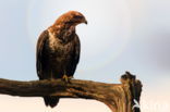 Common Buzzard (Buteo buteo)