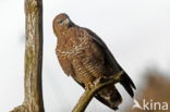 Common Buzzard (Buteo buteo)