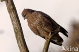 Common Buzzard (Buteo buteo)