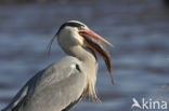 Grey Heron (Ardea cinerea)