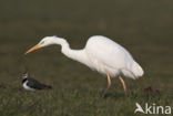 Grote zilverreiger (Casmerodius albus)