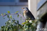 Fieldfare (Turdus pilaris)