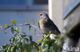 Fieldfare (Turdus pilaris)