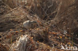 Waterpieper (Anthus spinoletta)