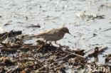 Waterpieper (Anthus spinoletta)