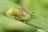 Shield Beetle (Cassida sanguinolenta)