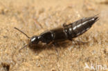 Philonthus tenuicornis