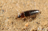 Tachinus corticinus