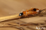 Ruitvlek Rietklimmer (Demetrias monostigma)