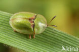 Cassida denticollis