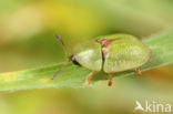 Cassida denticollis