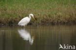 Grote Zilverreiger (Ardea alba)