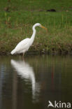 Grote Zilverreiger (Ardea alba)