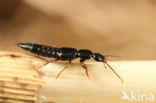 Tetartopeus terminatus