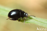 Psylliodes dulcamare