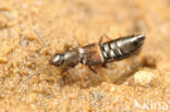 Aloconota gregaria