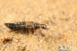 Aloconota gregaria