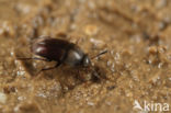 Ptomaphagus subvillosus