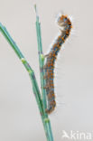 Northern Eggar (Lasiocampa quercus)