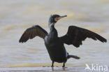 Cormorant (Nannopterum harrisi)