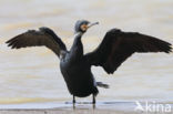 Cormorant (Nannopterum harrisi)