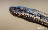 Adder (Vipera berus)