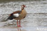 Egyptian Goose (Alopochen aegyptiaca)