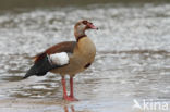 Egyptian Goose (Alopochen aegyptiaca)