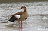 Egyptian Goose (Alopochen aegyptiaca)