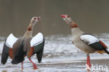 Egyptian Goose (Alopochen aegyptiaca)