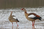 Egyptian Goose (Alopochen aegyptiaca)