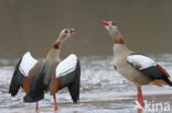 Egyptian Goose (Alopochen aegyptiaca)