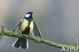 Great Tit (Parus major)