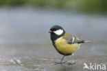 Koolmees (Parus major)