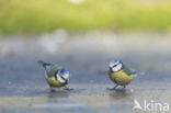 Blue Tit (Parus caeruleus)