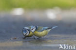 Blue Tit (Parus caeruleus)