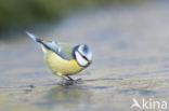 Blue Tit (Parus caeruleus)