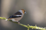 Hawfinch (Coccothraustes coccothraustes)