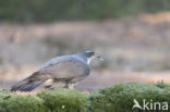 Goshawk (Accipiter gentilis)