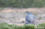 Goshawk (Accipiter gentilis)