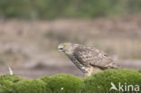 Goshawk (Accipiter gentilis)