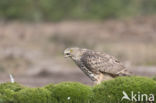 Havik (Accipiter gentilis)