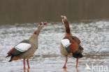 Egyptian Goose (Alopochen aegyptiaca)