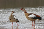 Egyptian Goose (Alopochen aegyptiaca)