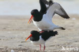 Oystercatcher (Haematopus ostralegus)