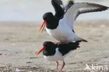 Oystercatcher (Haematopus ostralegus)