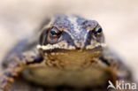 Moor Frog (Rana arvalis)