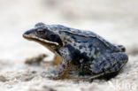 Moor Frog (Rana arvalis)